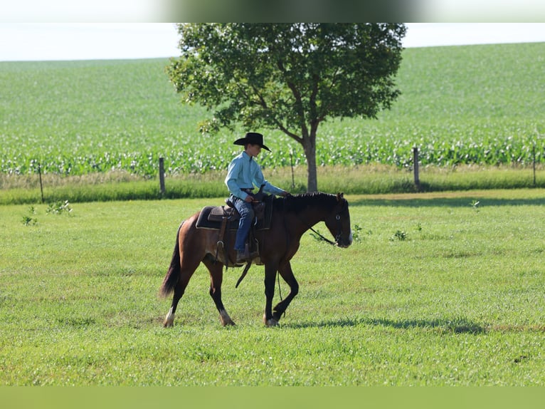 Más ponis/caballos pequeños Caballo castrado 5 años Pío in Jay