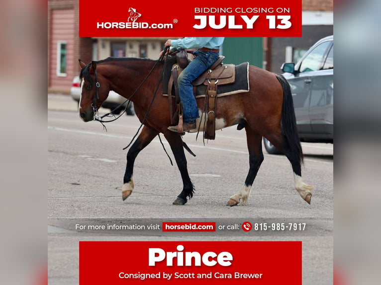 Más ponis/caballos pequeños Caballo castrado 5 años Pío in Jay