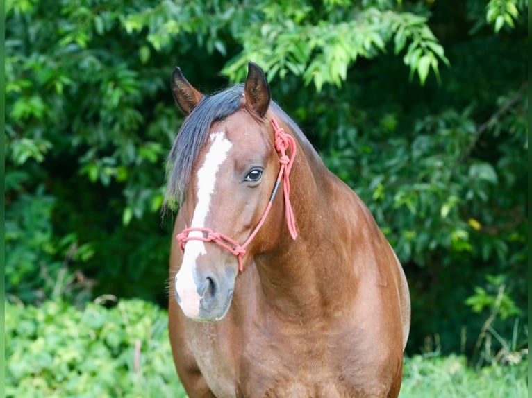 Más ponis/caballos pequeños Caballo castrado 5 años Pío in Jay