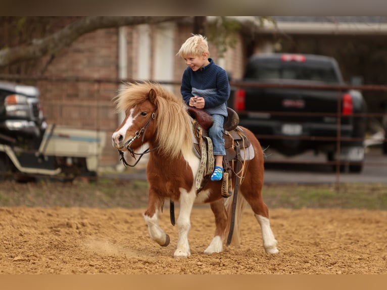 Más ponis/caballos pequeños Caballo castrado 6 años 102 cm Pío in Cleburne