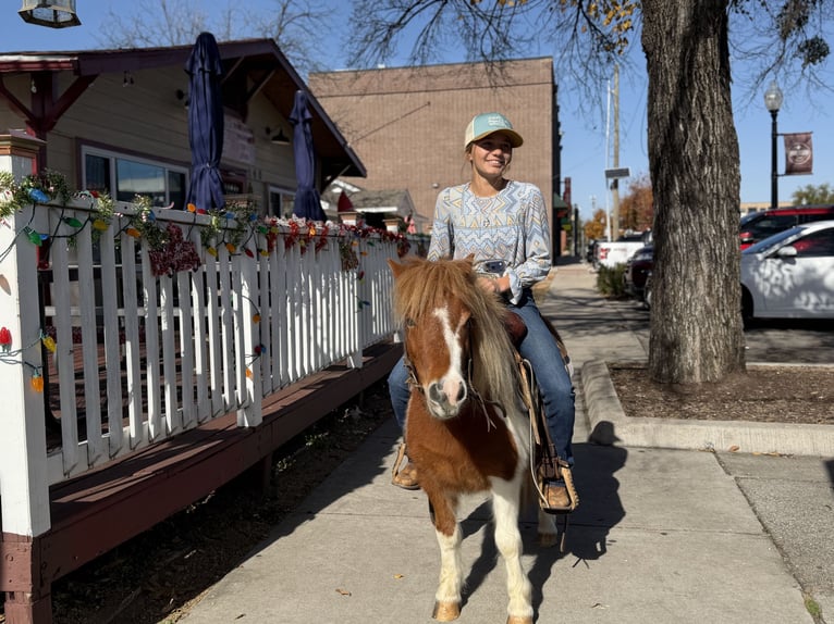 Más ponis/caballos pequeños Caballo castrado 6 años 102 cm Pío in Cleburne