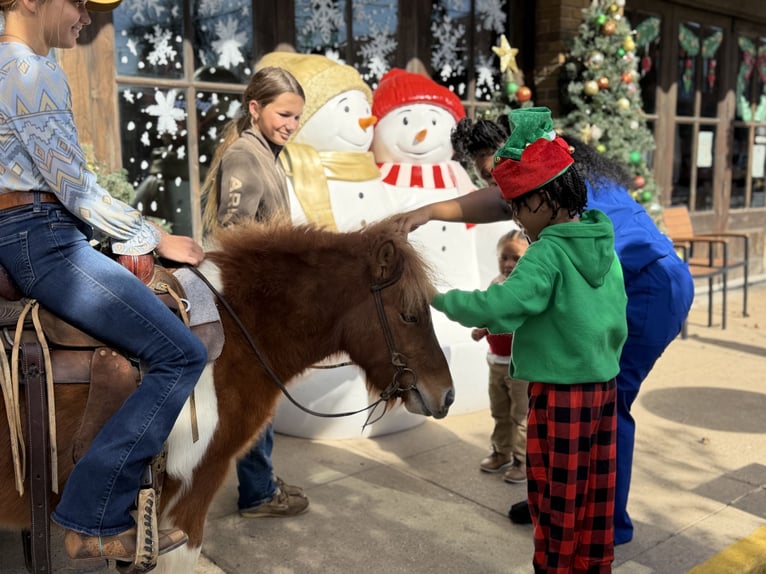 Más ponis/caballos pequeños Caballo castrado 6 años 102 cm Pío in Cleburne