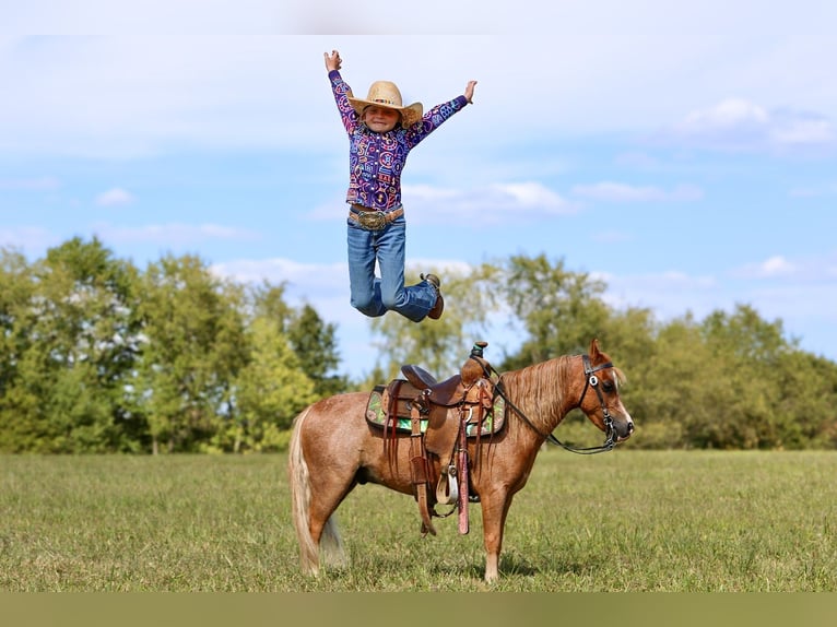 Más ponis/caballos pequeños Caballo castrado 6 años 102 cm Ruano alazán in Mount Vernon