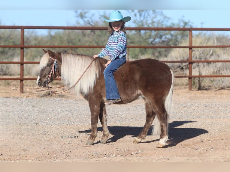 Más ponis/caballos pequeños Caballo castrado 6 años 107 cm in Aguila