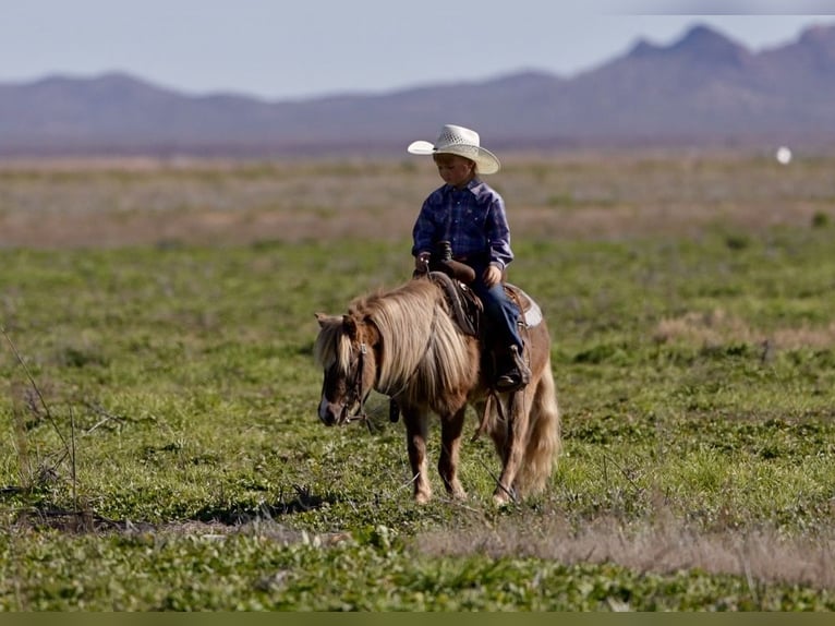 Más ponis/caballos pequeños Caballo castrado 6 años 107 cm in Aguila