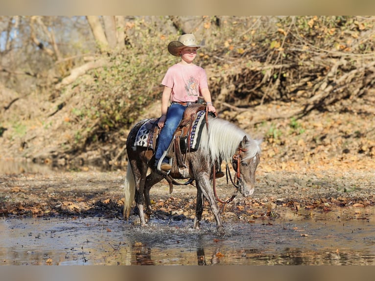 Más ponis/caballos pequeños Caballo castrado 6 años 107 cm Palomino in Sedalia