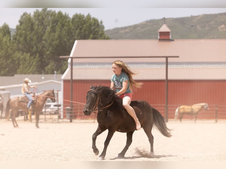 Más ponis/caballos pequeños Caballo castrado 6 años 109 cm Negro in Heber City