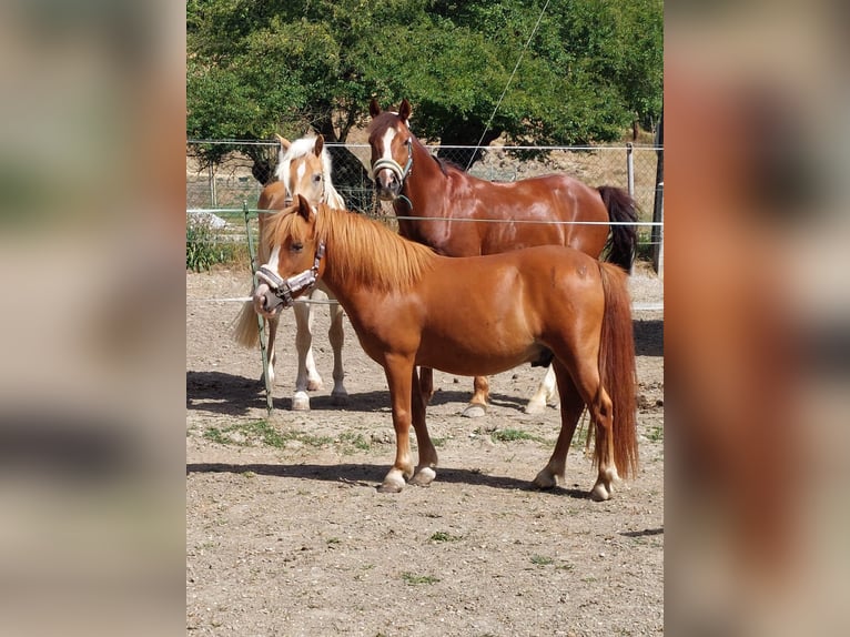 Más ponis/caballos pequeños Caballo castrado 6 años 115 cm Alazán in Mauerbach