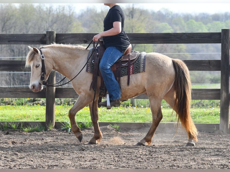 Más ponis/caballos pequeños Caballo castrado 6 años 117 cm Champán in Strasburg