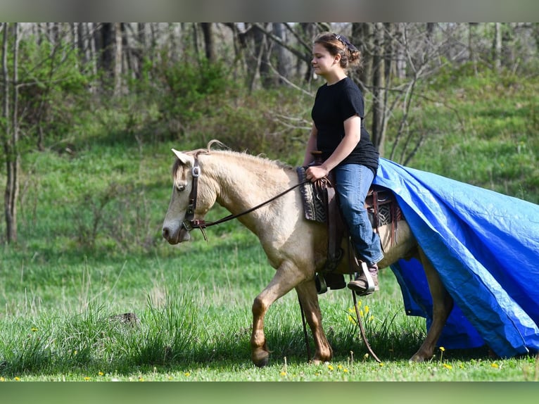 Más ponis/caballos pequeños Caballo castrado 6 años 117 cm Champán in Strasburg