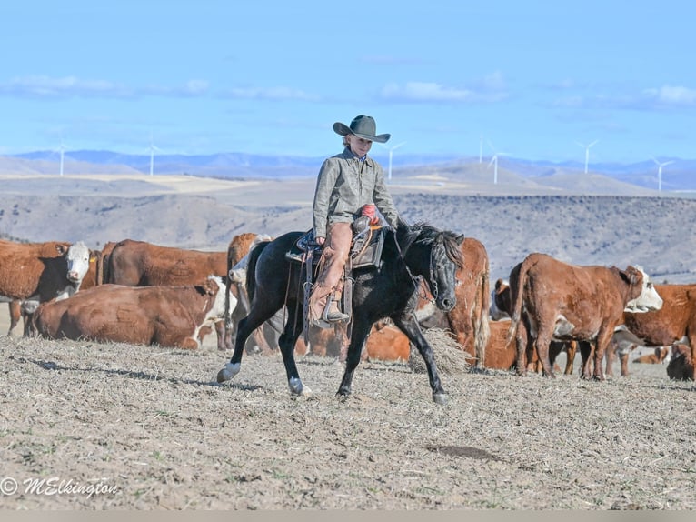 Más ponis/caballos pequeños Caballo castrado 6 años 117 cm Negro in Rigby
