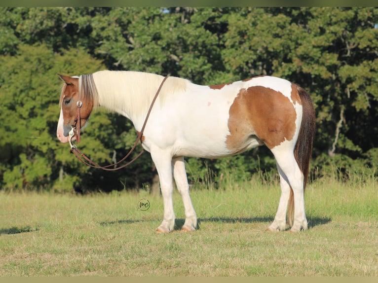 Más ponis/caballos pequeños Caballo castrado 6 años 122 cm Pío in De Kalb