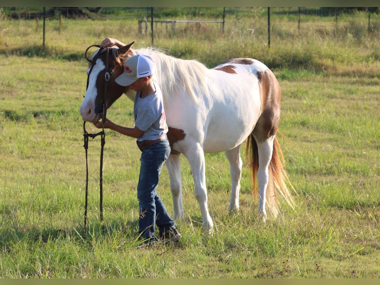 Más ponis/caballos pequeños Caballo castrado 6 años 122 cm Pío in De Kalb