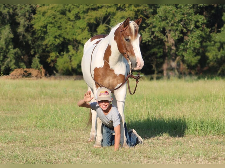 Más ponis/caballos pequeños Caballo castrado 6 años 122 cm Pío in De Kalb