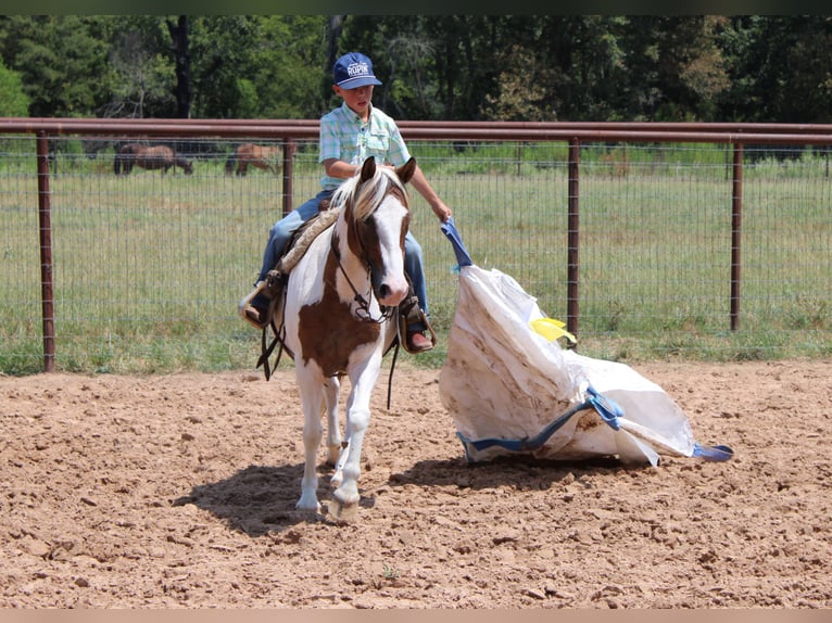 Más ponis/caballos pequeños Caballo castrado 6 años 122 cm Pío in De Kalb