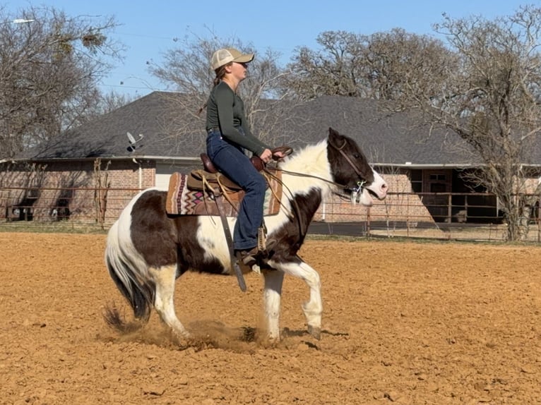 Más ponis/caballos pequeños Caballo castrado 6 años 122 cm Pío in Cleburne