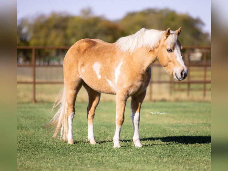 Más ponis/caballos pequeños Caballo castrado 6 años 124 cm Pío in Perkins