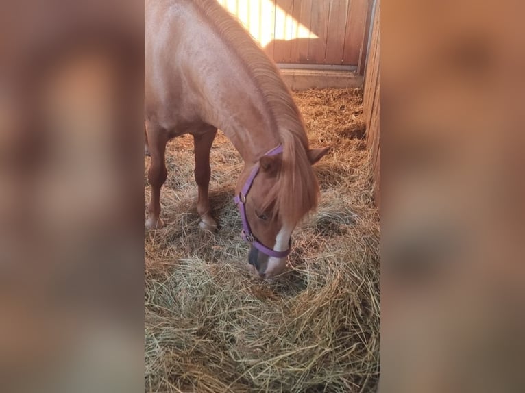 Más ponis/caballos pequeños Caballo castrado 6 años 125 cm Alazán in Rechnitz