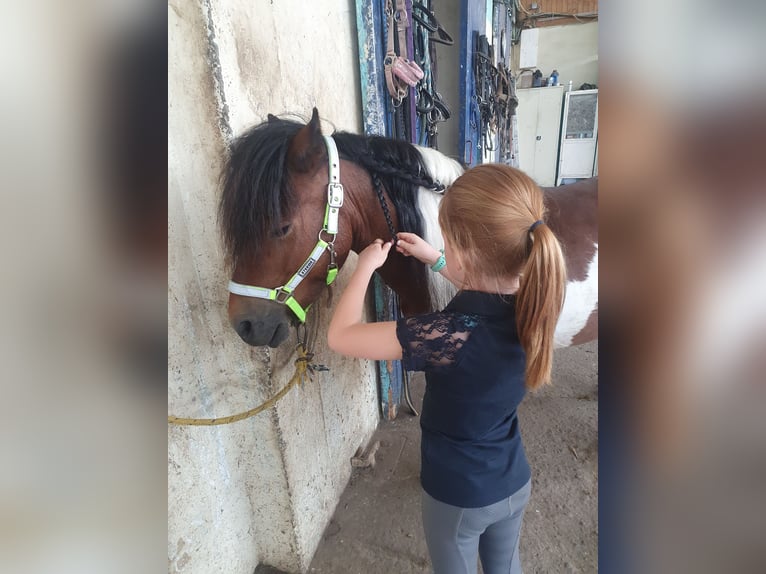 Más ponis/caballos pequeños Caballo castrado 6 años 125 cm Pío in Eilenburg
