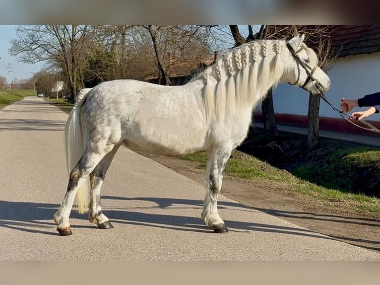 Más ponis/caballos pequeños Caballo castrado 6 años 125 cm Tordo in Rechnitz