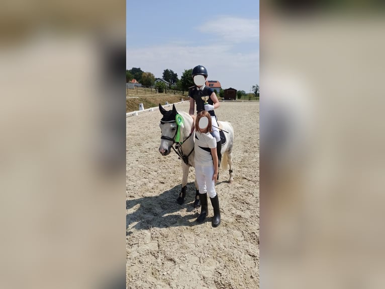 Más ponis/caballos pequeños Mestizo Caballo castrado 6 años 128 cm  in Wien, Liesing