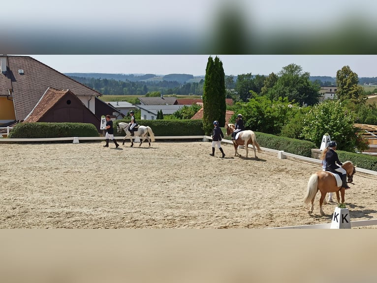 Más ponis/caballos pequeños Mestizo Caballo castrado 6 años 128 cm  in Wien, Liesing