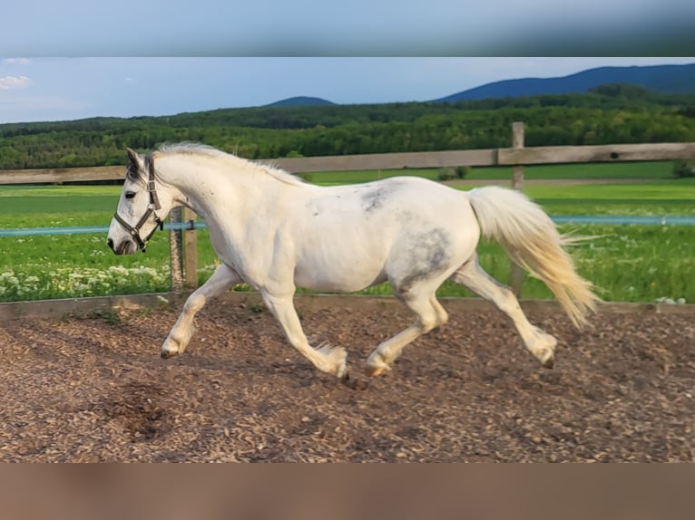 Más ponis/caballos pequeños Mestizo Caballo castrado 6 años 128 cm Tordo in Heiligenkreuz