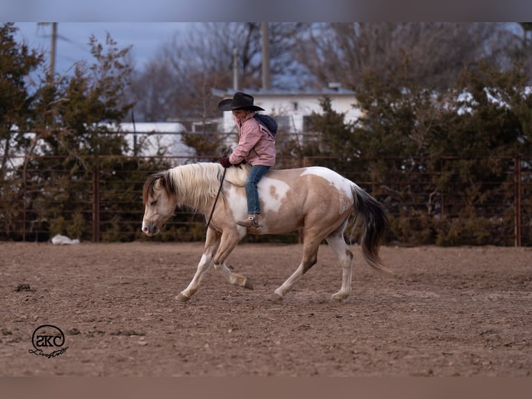 Más ponis/caballos pequeños Caballo castrado 6 años 130 cm Pío in Canyon