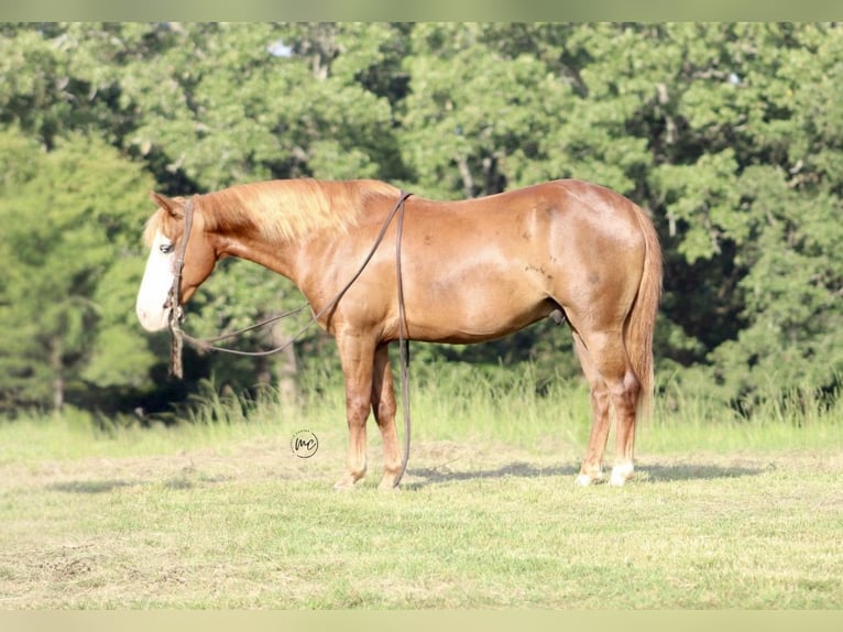 Más ponis/caballos pequeños Caballo castrado 6 años 132 cm Alazán rojizo in De Kalb