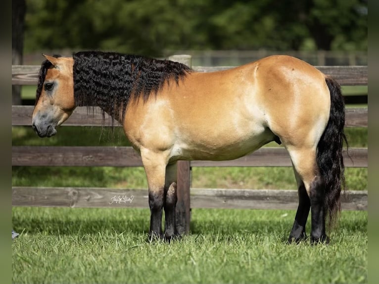 Más ponis/caballos pequeños Caballo castrado 6 años 132 cm Bayo in Marion