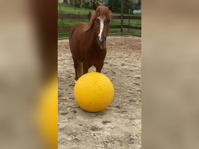 Más ponis/caballos pequeños Caballo castrado 6 años 135 cm Alazán in Salzhemmendorf