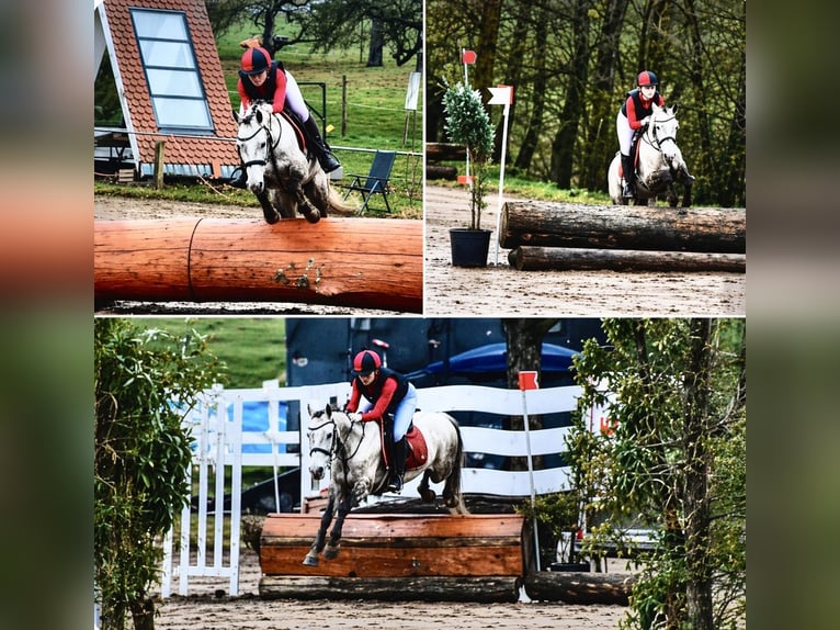Más ponis/caballos pequeños Caballo castrado 6 años 135 cm Tordo in Pelmberg