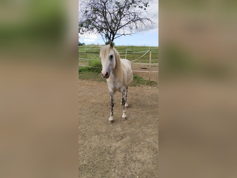 Más ponis/caballos pequeños Mestizo Caballo castrado 6 años 135 cm Tordo rodado in Vasoldsberg