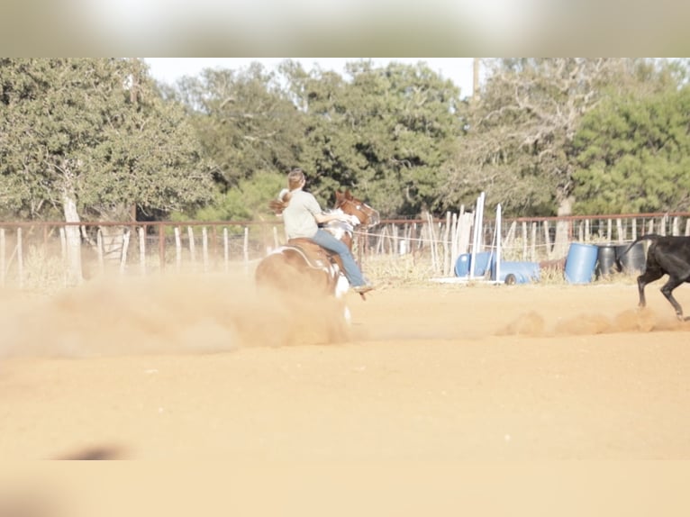Más ponis/caballos pequeños Caballo castrado 6 años 137 cm Pío in Graham