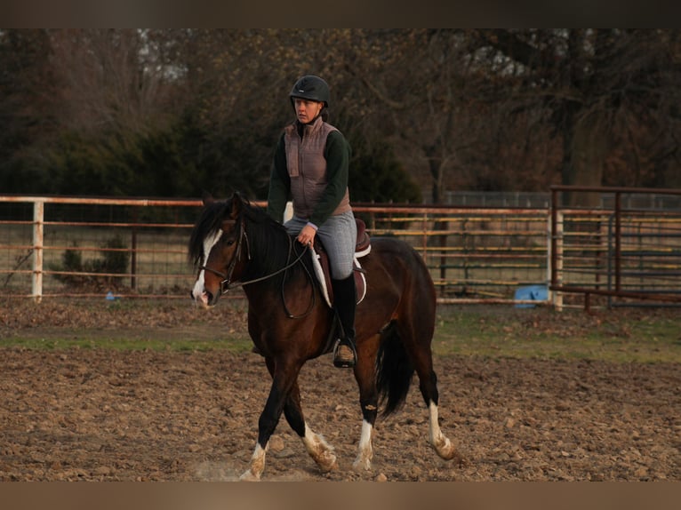 Más ponis/caballos pequeños Caballo castrado 6 años 142 cm Pío in Baxter Springs