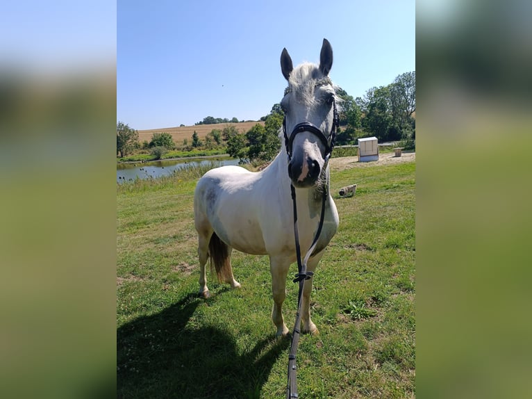 Más ponis/caballos pequeños Caballo castrado 6 años 143 cm Pío in Neu Gaarz