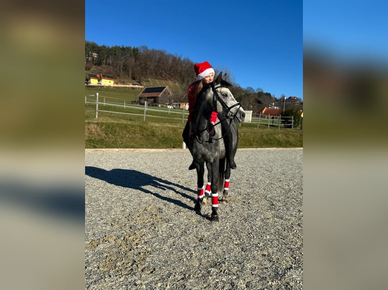 Más ponis/caballos pequeños Caballo castrado 6 años 143 cm Tordo in Hartberg