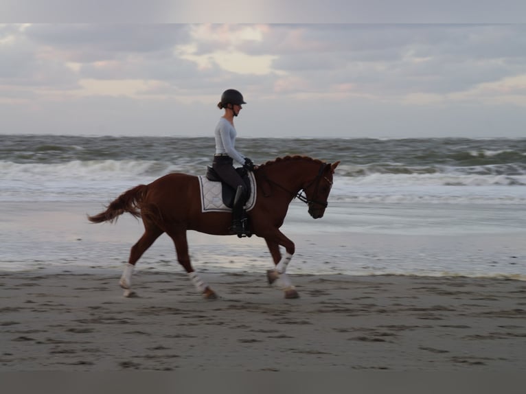 Más ponis/caballos pequeños Caballo castrado 6 años 145 cm Alazán in Burgwedel