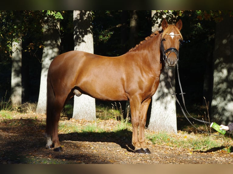 Más ponis/caballos pequeños Caballo castrado 6 años 145 cm Alazán in Burgwedel