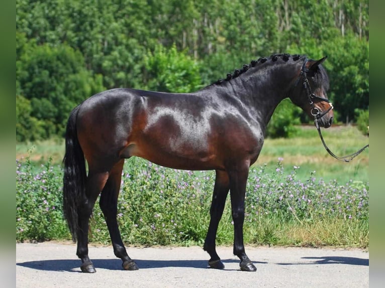 Más ponis/caballos pequeños Caballo castrado 6 años 147 cm Castaño in B&#xE9;k&#xE9;scsaba