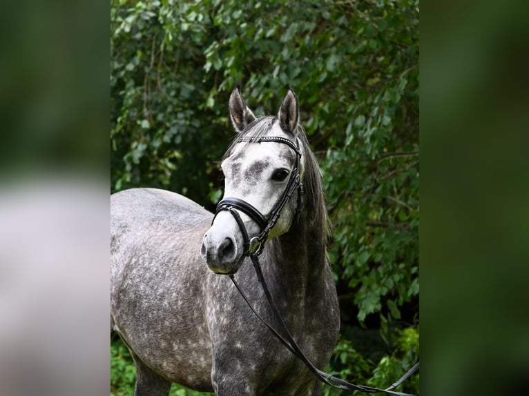 Más ponis/caballos pequeños Caballo castrado 6 años 147 cm Tordo rodado in Gomadingen
