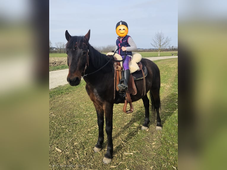 Más ponis/caballos pequeños Caballo castrado 6 años 148 cm Castaño oscuro in Oberteuringen