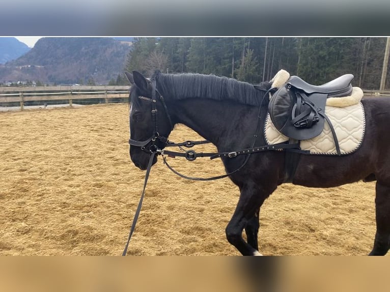 Más ponis/caballos pequeños Caballo castrado 6 años 148 cm Negro in Vandansnda