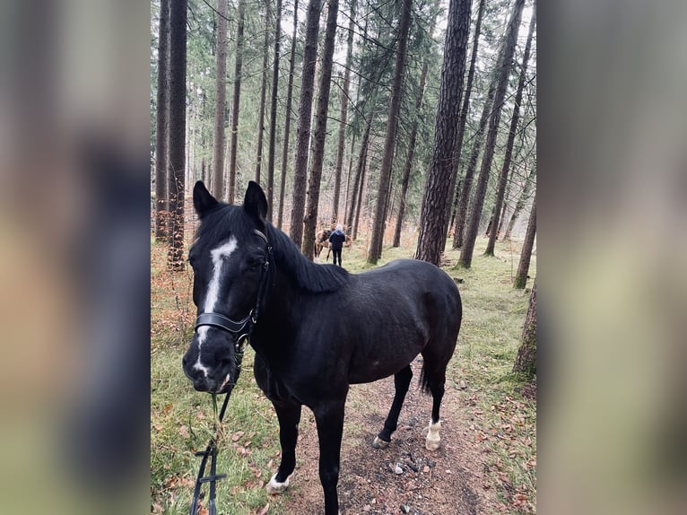 Más ponis/caballos pequeños Caballo castrado 6 años 148 cm Negro in Vandansnda