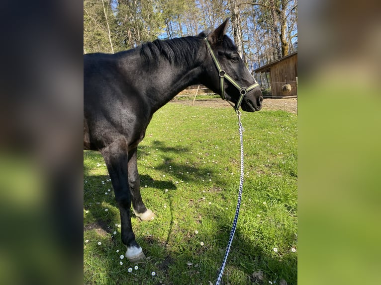 Más ponis/caballos pequeños Caballo castrado 6 años 148 cm Negro in Vandansnda