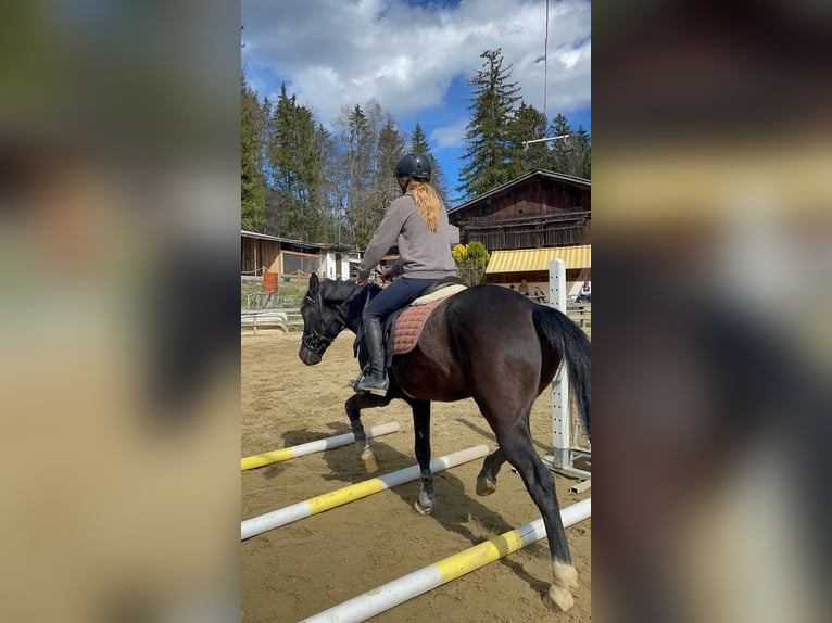 Más ponis/caballos pequeños Caballo castrado 6 años 148 cm Negro in Vandansnda