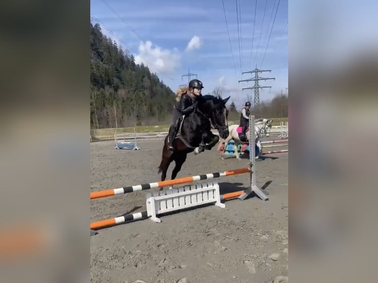 Más ponis/caballos pequeños Caballo castrado 6 años 148 cm Negro in Vandansnda