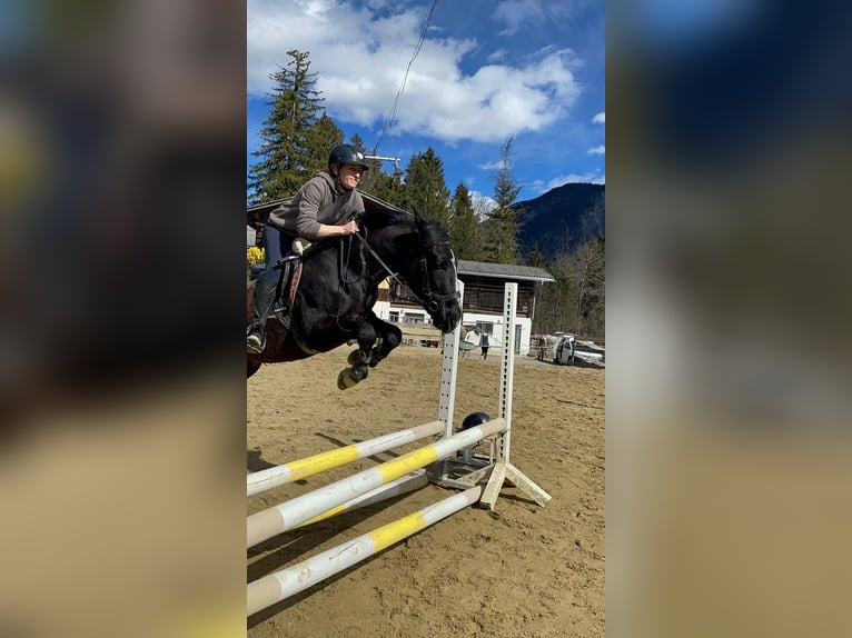 Más ponis/caballos pequeños Caballo castrado 6 años 148 cm Negro in Vandansnda