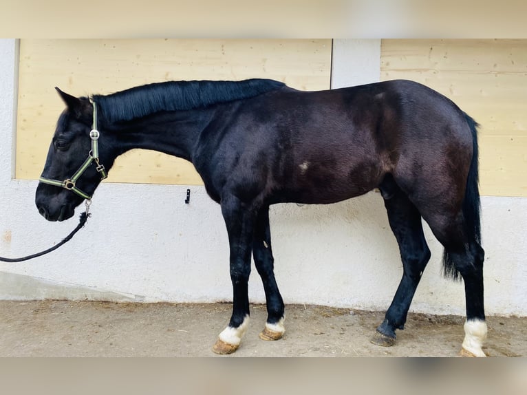 Más ponis/caballos pequeños Caballo castrado 6 años 148 cm Negro in Vandansnda