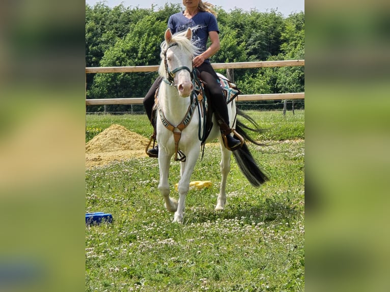 Más ponis/caballos pequeños Caballo castrado 6 años 148 cm Pío in Linkenbach